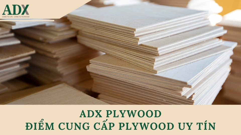 ADX Plywood - điểm cung cấp ván ép gỗ bạch dương chất lượng