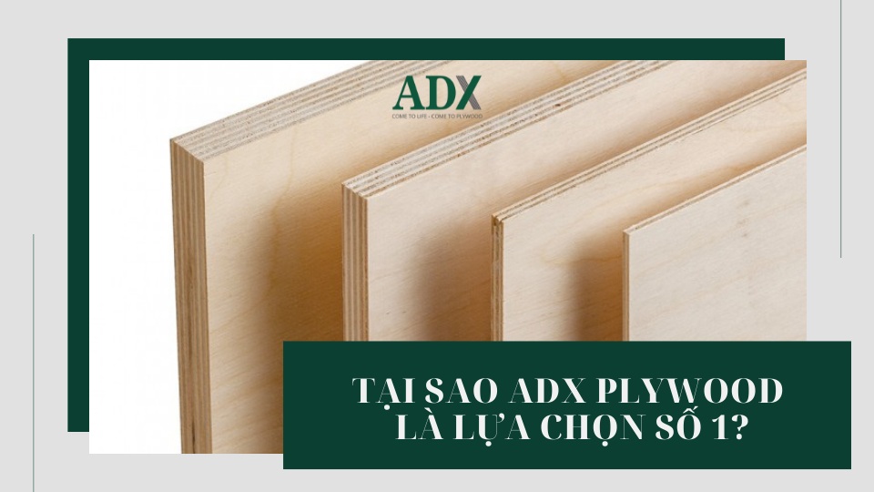 Tại sao ADX Plywood là lựa chọn số 1