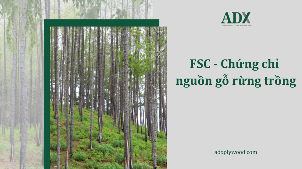 FSC - chứng chỉ gỗ rừng trồng tại ADX Plywood