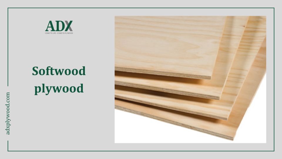 Ván ép gỗ mềm - Softwood plywood