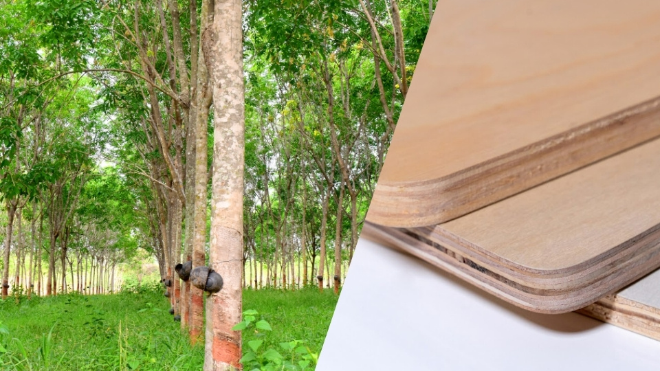 Giá ván ép cao su | Rubber plywood mới nhất