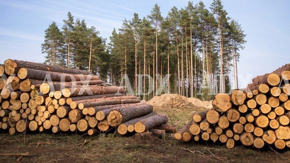 Tìm hiểu về gỗ nhóm 2: Đặc điểm và phân loại cụ thể