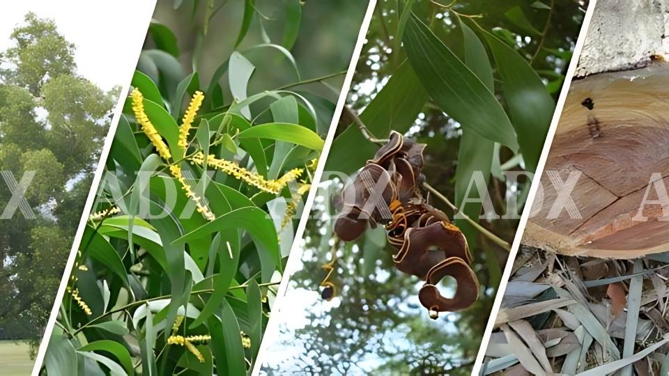 Trang chủ ADX Plywood Tìm hiểu về gỗ keo (acacia) & ứng dụng trong sản xuất ván ép