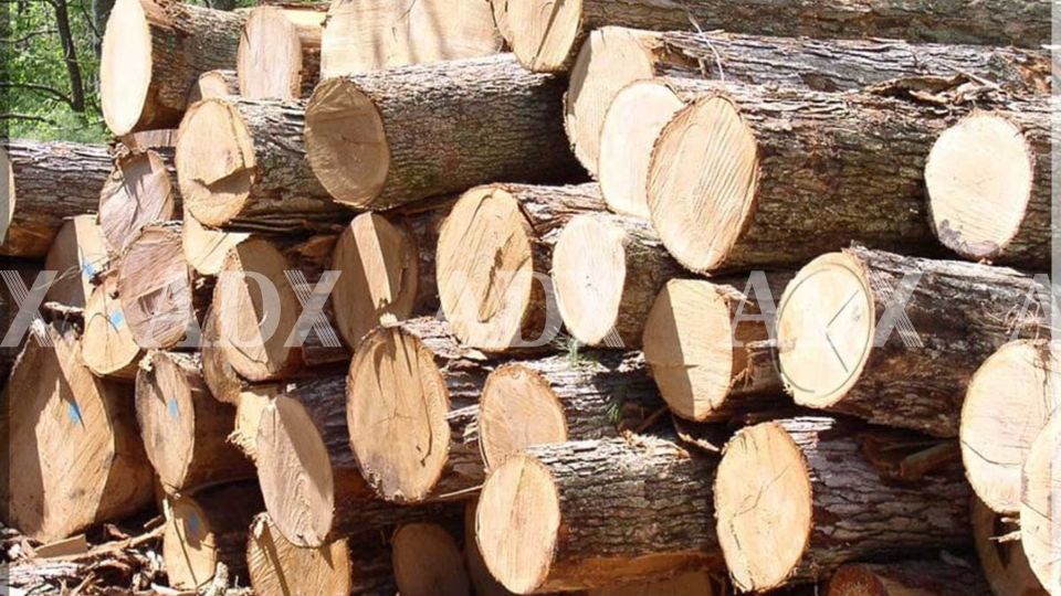 Ván gỗ thông - Nguồn gốc, phân loại và ứng dụng thực tế